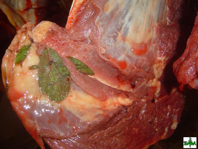 Contaminação banco de imagens higiene de alimentos UFF