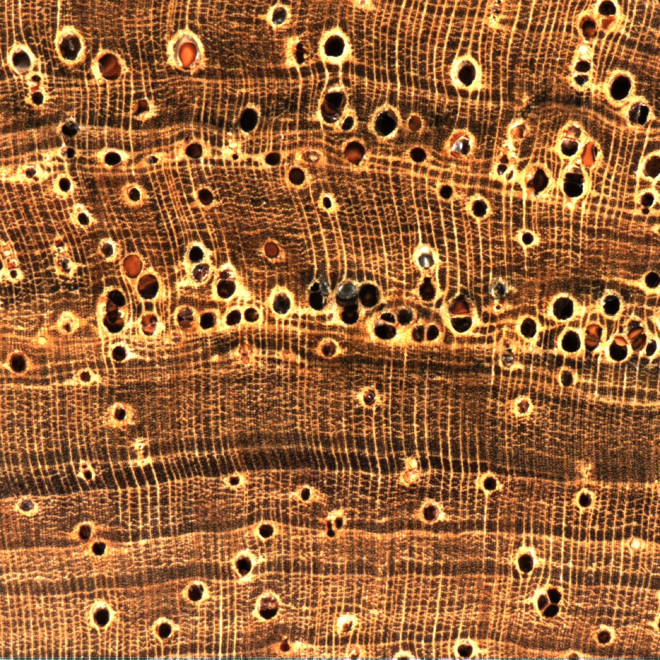 imagem macroscópica dalbergia nigra