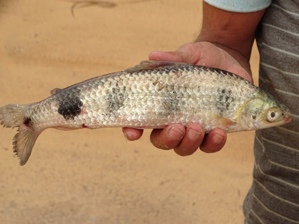 piau schizodon fasciatus large