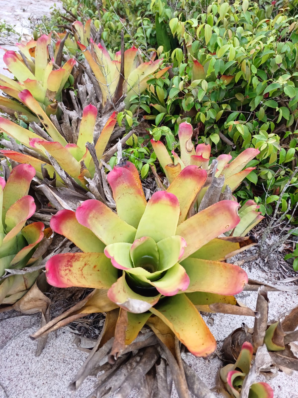 bromélia