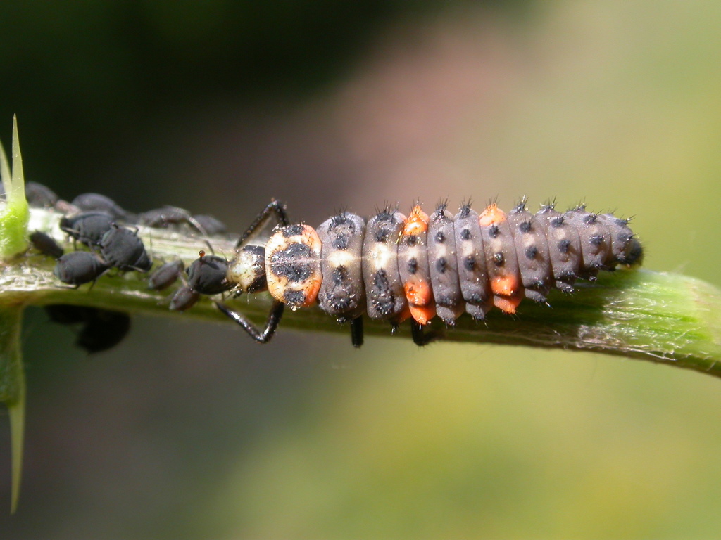 Coccinella septempunctata larva eating aphids
