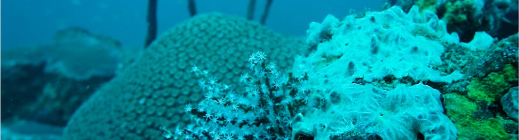 banner home lecomar